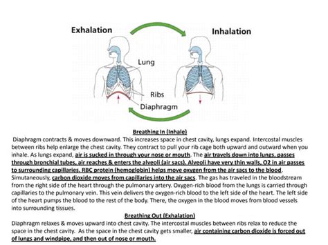Inhalation Exhalation Ppt