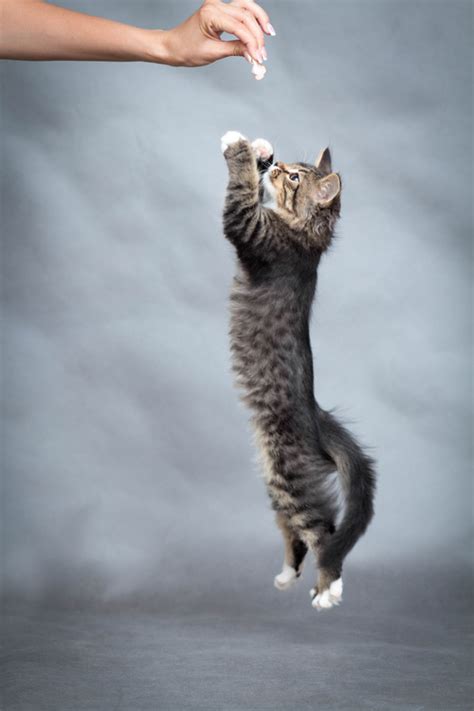 Kitten Jumping Up Stock Photo 02 Free Download