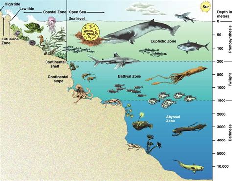 Ocean Zones Diagram Visual Diagram