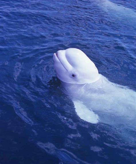 Male Beluga Whale Mimics Human Speech Study The Weather Channel