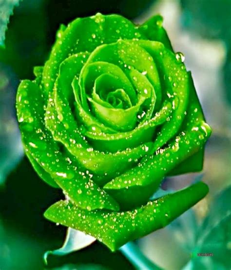 The commercial real estate company that. green rose | Rose seeds, Beautiful rose flowers, Unusual ...