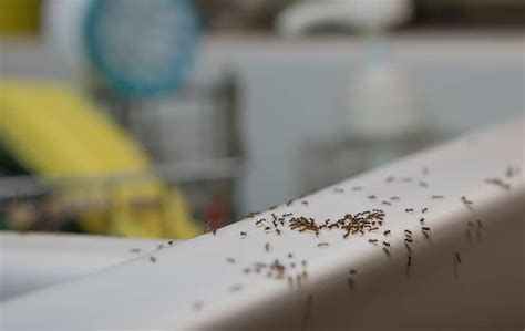 Your nyc pest control costs are based on several for pests that require a more significant service, such as bed bugs, or for commercial properties. Nassau And Westchester County Ant Control