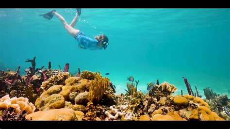 Belize Snorkeling Explore The Barrier Reef With Hamanasi YouTube