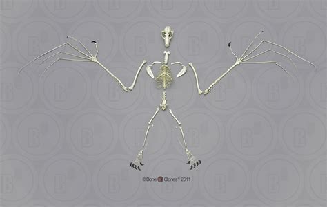 Articulated Greater Flying Fox Skeleton Bone Clones Inc