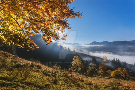Ukraine Carpathians Dzembronya Golden Autumn By Naumenkophotographer