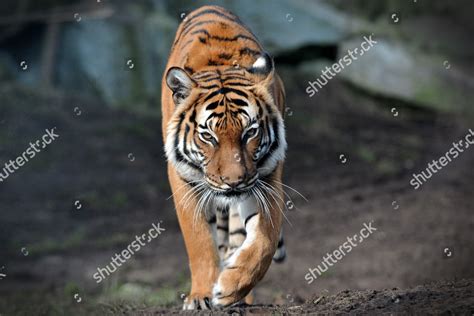Malayan Tiger Female Called Indra Editorial Stock Photo Stock Image