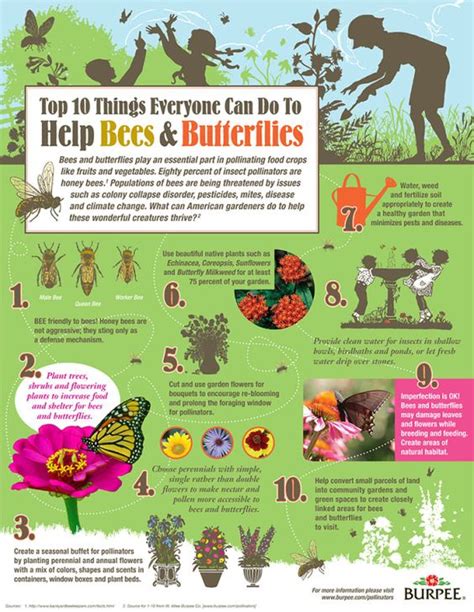 10 Ways To Help Bees And Butterflies Butterflies Infographic And