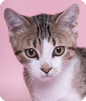 I tried calling a cat adoption center in chicago.but feel it would be cruel to leave them caged in such a hectic cold setting. Chicago, IL - Domestic Shorthair. Meet Nathan a Kitten for ...