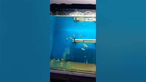 Albino Oscar Cichlid Babies Youtube