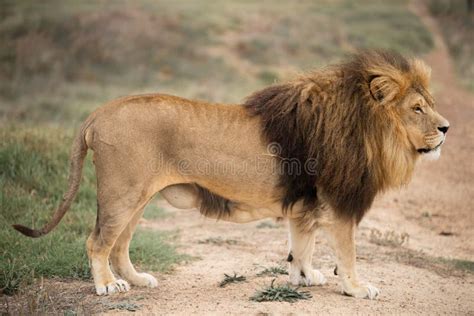 Lion Resting Lion Jungle Animal Zoo Animal Ferocious Beast King Of