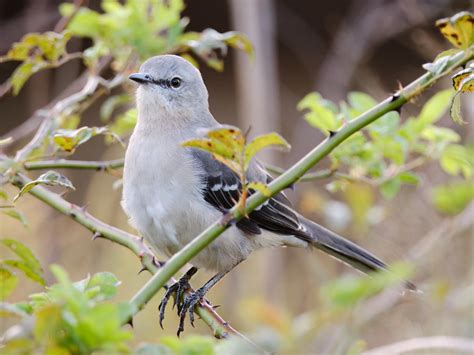 Northern Mockingbird Northern Mockingbird Sitting In A Bus Flickr