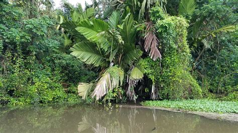 Ingyenes Kép Tenyér Esőerdő Növény Banán Természet Levél Víz Fa