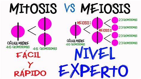 Cuadro Comparativo ¿qué Es Mitosis Y Meiosis Cuadro Comparativo