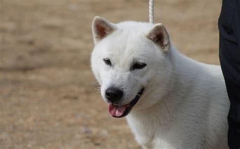 Kishu History Temperament Care Training Feeding And Pictures