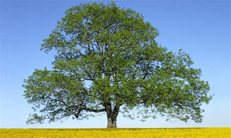 The Meaning And Symbolism Of The Word Ash Tree