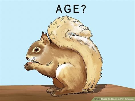 how to determine if that sexy squirrel in the park is legal disneyvacation