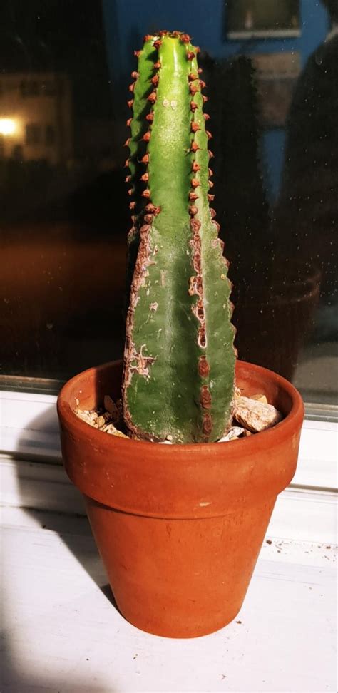 All You Need To Know About Euphorbia Ingens Cactus