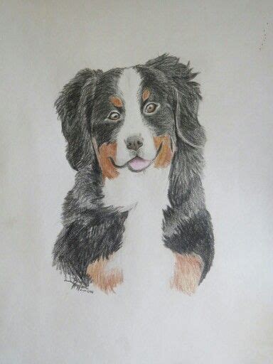 Bernese Mountain Dog Colored Pencil Drawing By Julianna