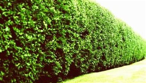 The florida native grows up to 20 feet tall with a spread of about half the height and is useful as a privacy hedge or screening plant. Tall Hedge Plants for Privacy | Garden Guides