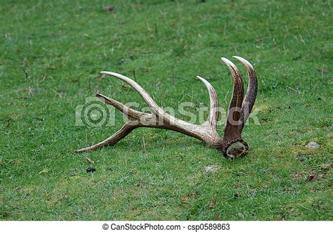 Antlers, bukott. Antlers, jávorszarvas, föld. | CanStock
