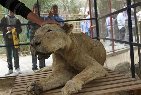 At Impoverished Gaza Zoo Dead Animals Live On As Stuffed Creatures
