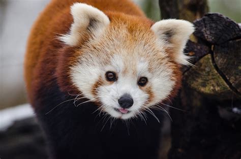 Why Are Red Pandas Endangered Red Panda Characteristics Funny Animals