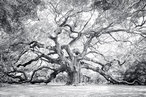 Angel Oak Tree Wall Art Black And White Photography Etsy