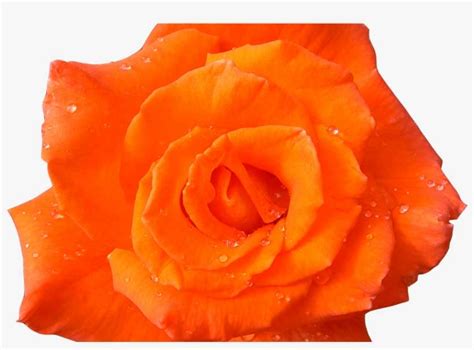 Image Result For Orange Flowers No Background Clothing Orange Flower
