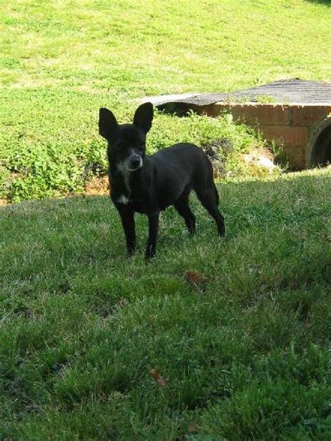 To facilitate social distancing, the kentucky humane society is now offering adoptions by appointment at our east campus at 1000 lyndon lane. Chihuahua dog for Adoption in Albemarle, NC. ADN-25284 on ...