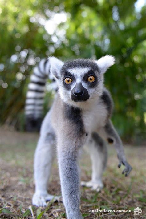 120 Best Lemur Walk Images On Pinterest Lemur Lemurs And Monkeys