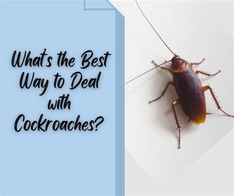 Whats The Best Way To Deal With Cockroaches