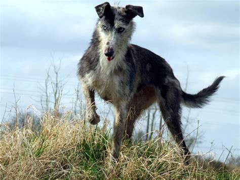 How Often Should I Feed My Lurcher