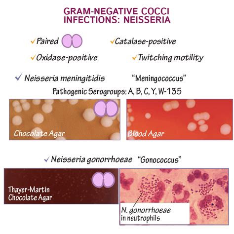 Immunologymicrobiology Glossary Neisseria Draw It To Know It