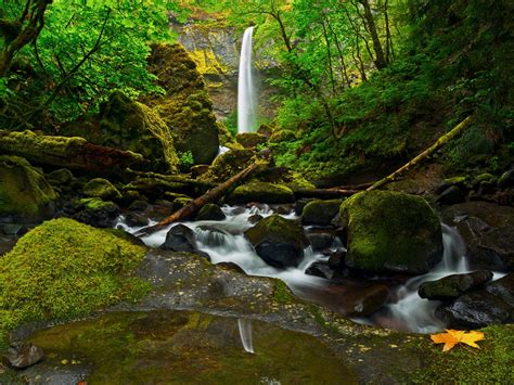 Stones Moss Forest Waterfall River Columbia Oregon United