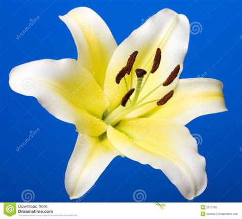 Lily Stock Photo Image Of Flower Lily Copy Love Macro 2912166