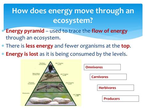 Ppt Unit 2 Lesson 3 Energy And Matter In Ecosystems Powerpoint