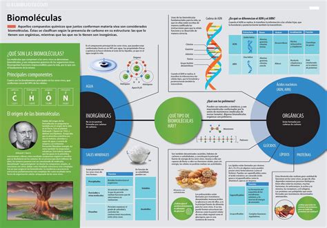 Ciencia En La Web Las Biomoléculas Infografía