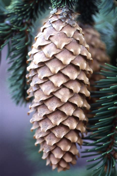 Norway spruce is a part of the pine family and is now found through much of the united states and canada. Picea abies: Norway Spruce (2-0) | Brooks Tree Farm
