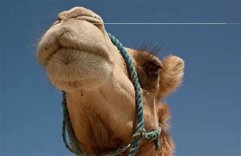 Pezuña De Camello Fotos De Stock Imágenes De Pezuña De Camello Sin