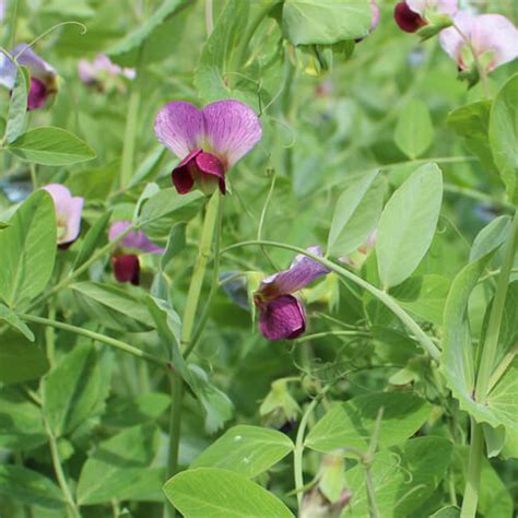 Boost Soil Fertility With Winter Peas Cover Crops Go Seed