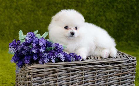 Download Wallpapers Pomeranian White Fluffy Puppy Cute White Small