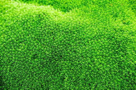 Close Up Green Moss Texture Background Moss Green Texture Moss
