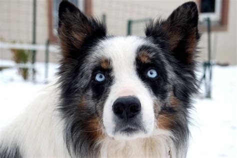 5 Dog Breeds That Have Blue Eyes And The Facts Surrounding This