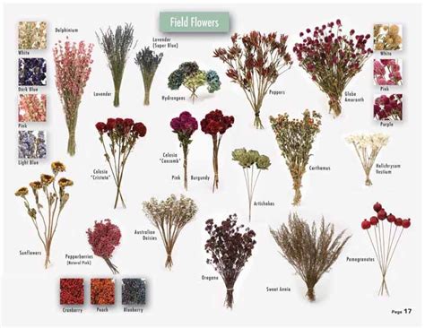 You can also hang and dry for arrangement filler but can be brittle and messy if overly dry. Dried flowers easily grown from seed for $1.00 | Flowers ...