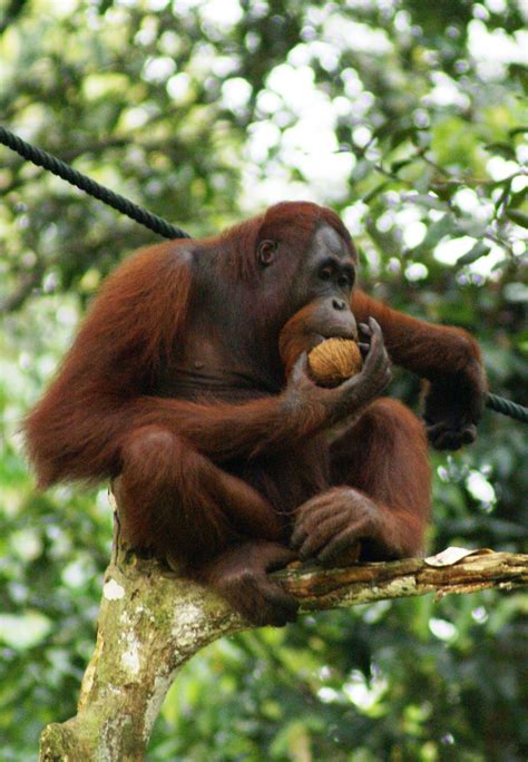 Fileorang Utan Semenggok Forest Reserve Sarawak Borneo Malaysia