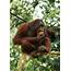 Orangutan  Planet Of The Apes Wiki FANDOM Powered By Wikia