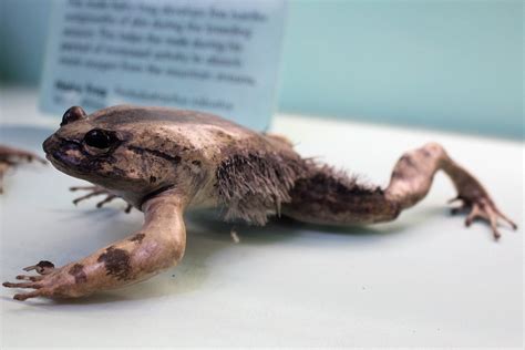 The Hairy Frog Will Break Bones In Its Hands And Feet And Shoot Bone