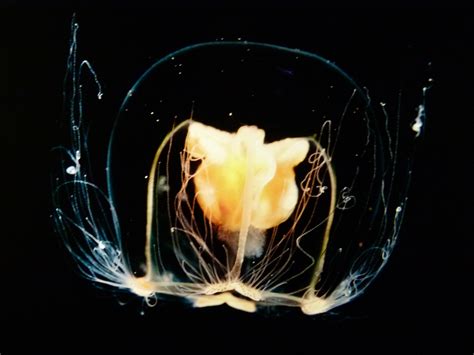 Free Images Water Underwater Jellyfish Sea Animal Invertebrate