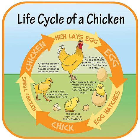 Life Cycle Of A Chicken Sign