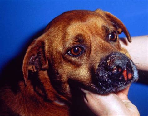 Pictures And Causes Of Dog Skin Ulcers Sores And Lesions